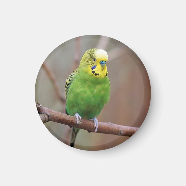 Imán Foto de bonito Green Budgie (Frente)