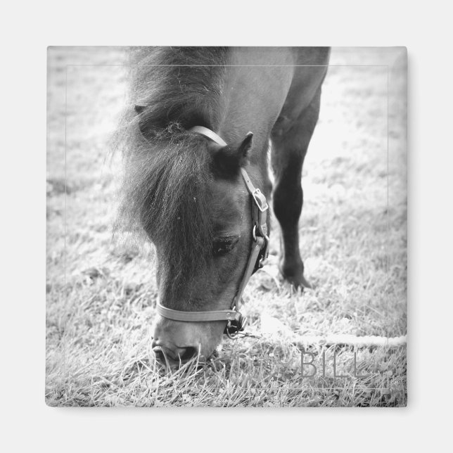 Imán Foto de caballo sin tiempo Keepsake Mascota blanco (Frente)