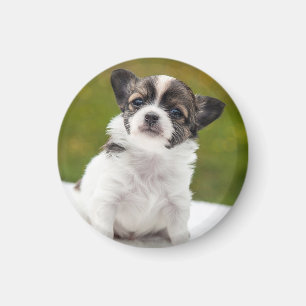 Imán Foto de cachorro de Chihuahua