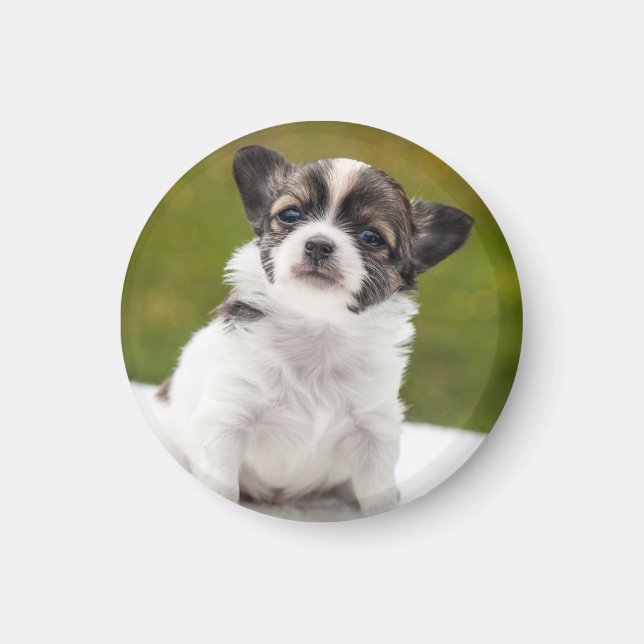 Imán Foto de cachorro de Chihuahua (Frente)