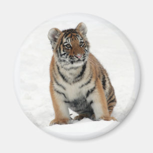 Imán Foto de cachorro de tigre en la nieve