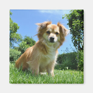 Imán Foto de cachorro lindo en el jardín