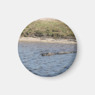 Imán Foto de caimán salvaje en la orilla del río