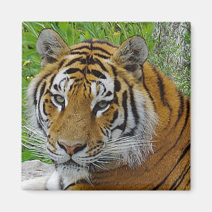 Imán Foto de cerca de la cara de Tigre Siberiano