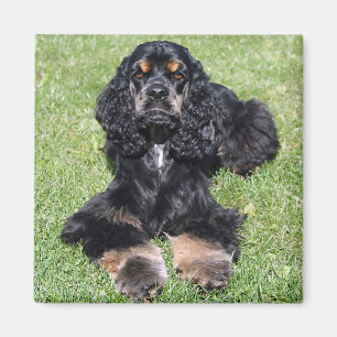 Imán Foto de Cocker Spaniel