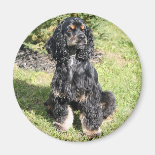 Imán Foto de Cocker Spaniel