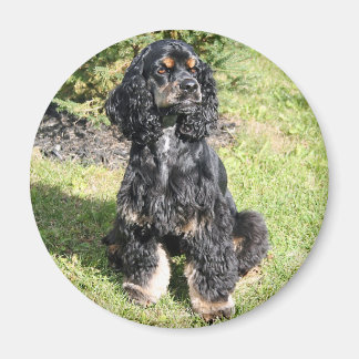 Imán Foto de Cocker Spaniel