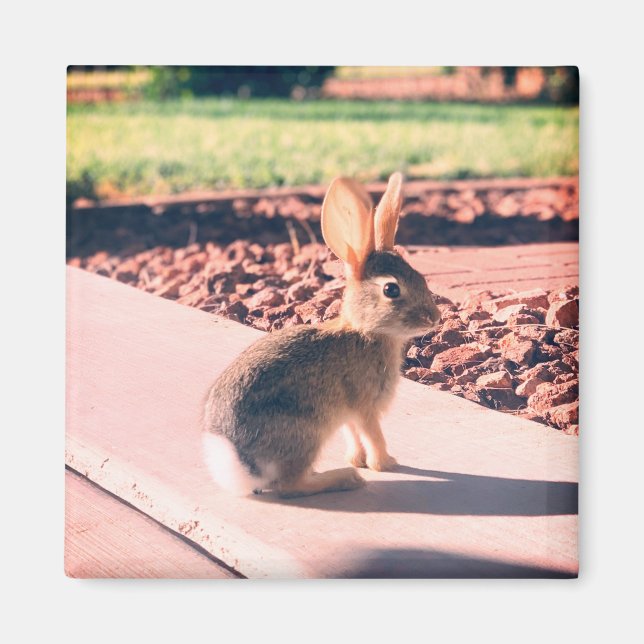 Imán foto de conejo de Pascua de primavera (Frente)