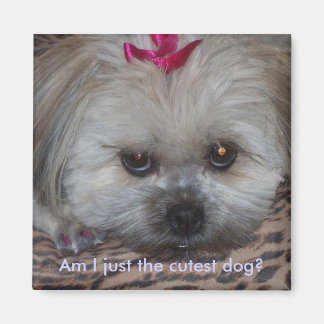 Imán Foto de Daisy, ¿soy el perro más lindo?