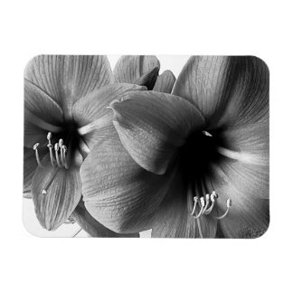 Imán Foto de dos flores de amarilis