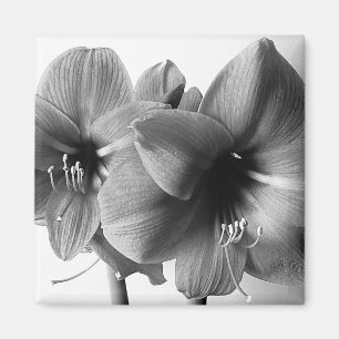 Imán Foto de dos flores de amarilis