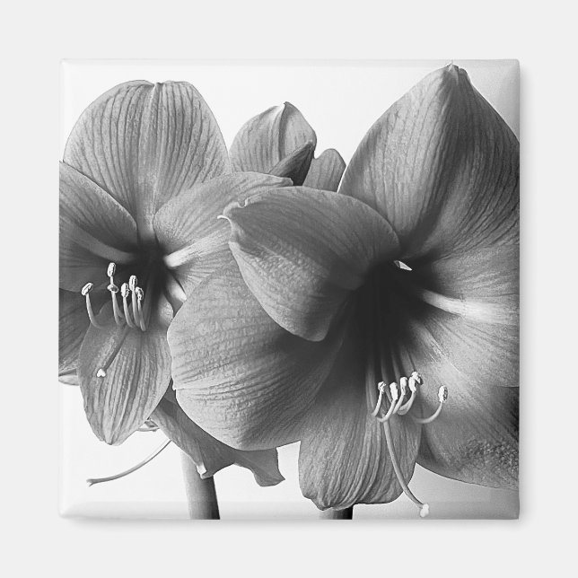 Imán Foto de dos flores de amarilis (Frente)