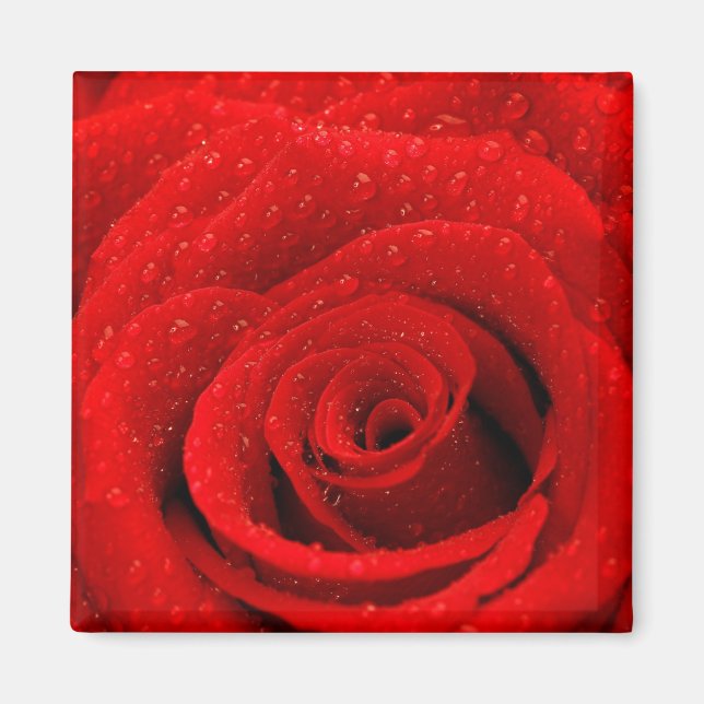 Imán Foto de fondo de la Rosa Roja (Frente)