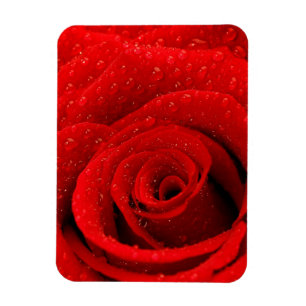 Imán Foto de fondo de la Rosa Roja