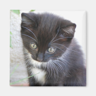 Imán Foto de gatito blanco y negro