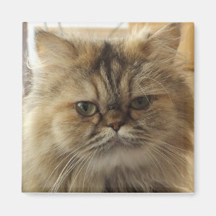 IMÁN FOTO DE GATO PERSONALIZADA 