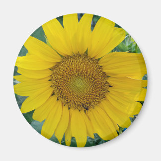 Imán Foto de girasol