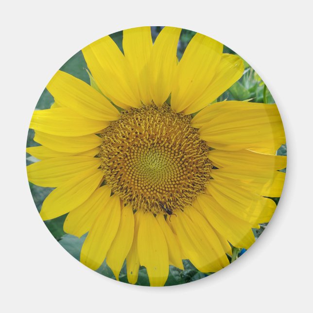 Imán Foto de girasol (Frente)