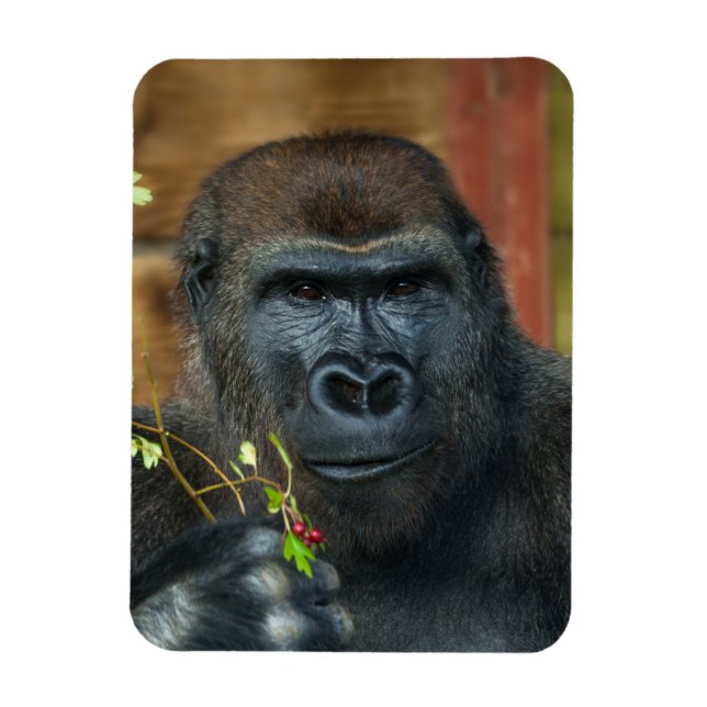 Imán Foto De Gorilla Y Sus Berries (Vertical)