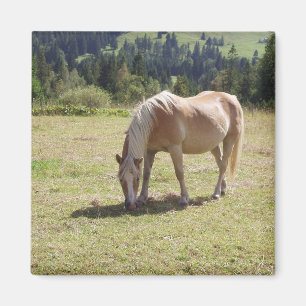 Imán Foto de Haflinger Palomino Pony en Pastel de Veran