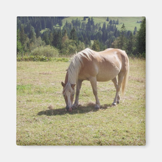 Imán Foto de Haflinger Palomino Pony en Pastel de Veran (Frente)