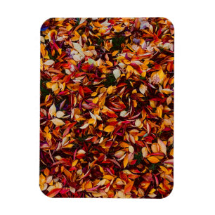 Imán Foto de hojas de follaje de color de otoño