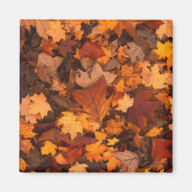 Imán Foto de hojas de otoño (Frente)