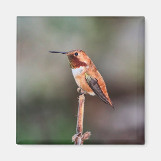 Imán Foto de Hummingbird