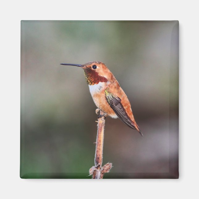 Imán Foto de Hummingbird (Frente)