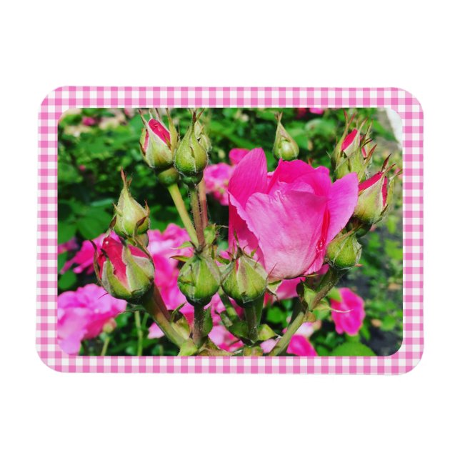 Imán Foto de jardín de rosas con cuadros de gingham ros (Horizontal)