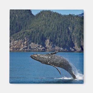 Imán Foto de la fauna salvaje de ballena jorobada de la