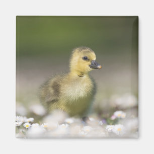 Imán Foto de la naturaleza de Cute Gosling