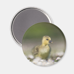 Imán Foto de la naturaleza de Cute Gosling