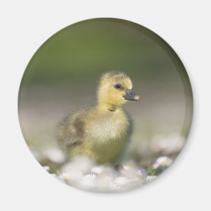 Imán Foto de la naturaleza de Cute Gosling