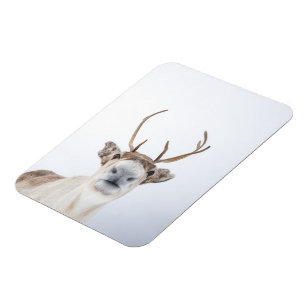 Imán Foto de la naturaleza de los renos