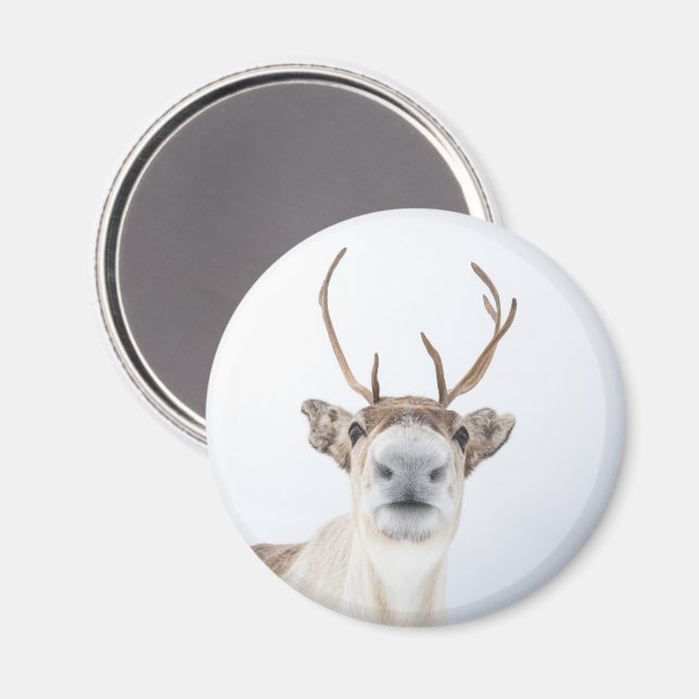 Imán Foto de la naturaleza de los renos (Anverso/Reverso)