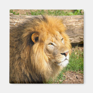 Imán Foto de León Africano de Vida Silvestre