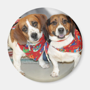 Imán Foto de los beagles del refugio