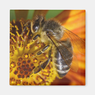 Imán Foto de macro Abeja de Miel Occidental