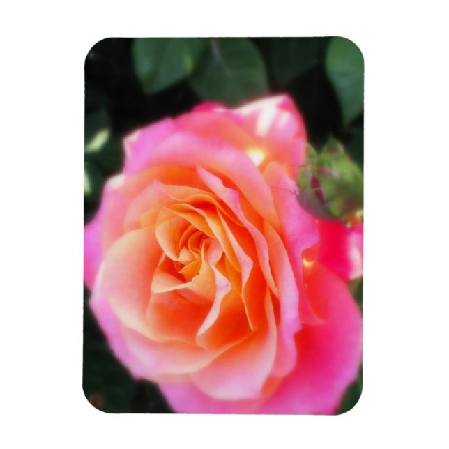 Imán Foto de macro Rosa rosa y Naranja bonito (Vertical)