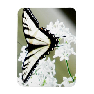 Imán Foto de mariposa de cola Swallowtail de tigre orie