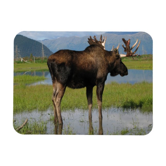Imán Foto de Marsh de Alaska Bull Moose (Horizontal)