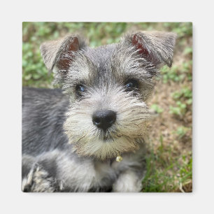 Imán Foto de mascota personalizada