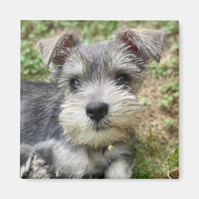 Imán Foto de mascota personalizada (Frente)