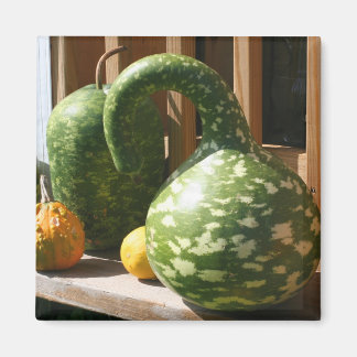 Imán Foto de Naturaleza de Calabazas Hermosas de Otoño