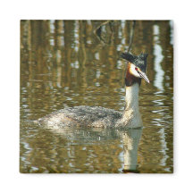 Foto de pájaro/Crested Grebe/Bird Lover Magne