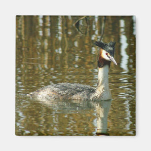 Imán Foto de pájaro/Crested Grebe/Bird Lover Magne