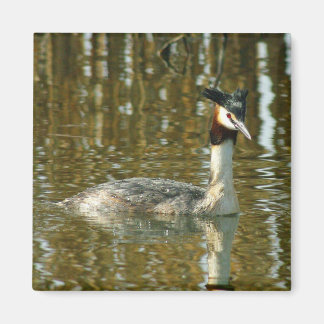 Imán Foto de pájaro/Crested Grebe/Bird Lover Magne