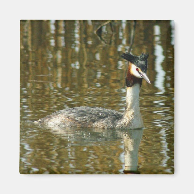 Imán Foto de pájaro/Crested Grebe/Bird Lover Magne (Frente)