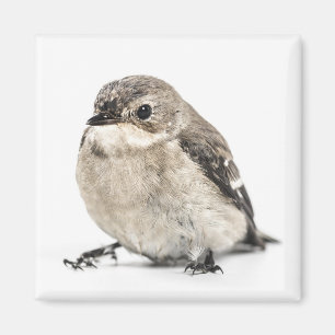 Imán Foto de pequeño pájaro marrón de jardín